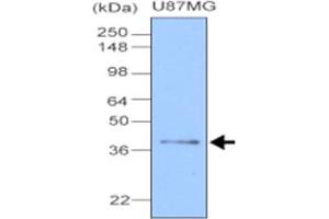 Western blot analysis of cell lysate of U87 MG (20 ug), human glioblastoma cell , was resolved by SDS - PAGE , transferred to NC membrane and probed with CLU monoclonal antibody , clone 1A11 (1 : 1000) . (Clusterin 抗体  (AA 1-333))