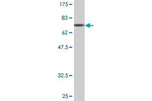 Western Blot detection against Immunogen (76. (BAG4 抗体  (AA 1-457))