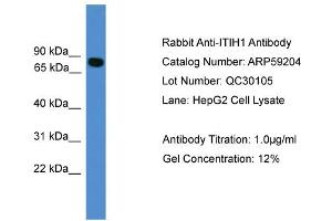 WB Suggested Anti-ITIH1  Antibody Titration: 0. (ITIH1 抗体  (C-Term))