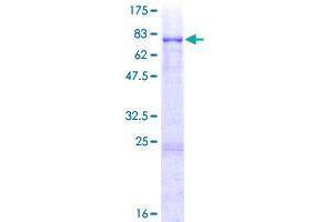VRK3 Protein (AA 1-412) (GST tag)
