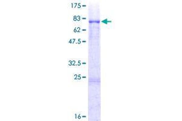 VRK3 Protein (AA 1-412) (GST tag)