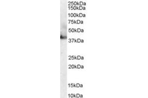 Image no. 1 for anti-RAE1 RNA Export 1 Homolog (S. Pombe) (RAE1) (C-Term) antibody (ABIN374586) (RAE1 抗体  (C-Term))