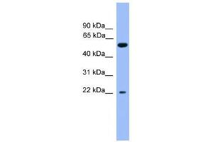 COCH antibody used at 0. (COCH 抗体  (C-Term))