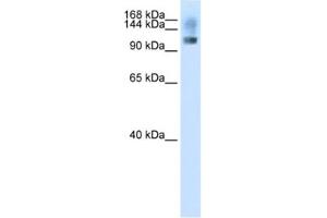 Western Blotting (WB) image for anti-Splicing Factor, Suppressor of White-Apricot Homolog (SFSWAP) antibody (ABIN2462165) (SFRS8 抗体)
