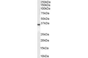 Image no. 1 for anti-Duffy Blood Group, Chemokine Receptor (DARC) (N-Term) antibody (ABIN374609) (DARC 抗体  (N-Term))