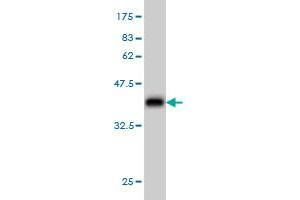 Western Blot detection against Immunogen (37. (CHST11 抗体  (AA 230-337))
