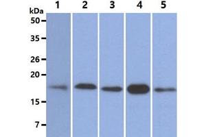 The Cell lysates (40ug) were resolved by SDS-PAGE, transferred to PVDF membrane and probed with anti-human NUDT1 antibody (1:500). (NUDT1 抗体)