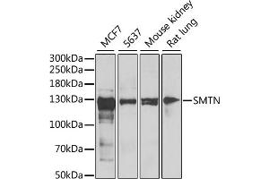 Western blot analysis of extracts of various cell lines, using SMTN antibody (ABIN6128764, ABIN6148154, ABIN6148155 and ABIN6222474) at 1:1000 dilution. (Smoothelin 抗体  (AA 65-325))