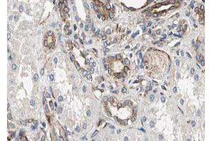 ABIN6278432 at 1/100 staining Human kidney tissue by IHC-P.