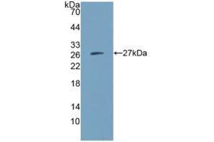 Western blot analysis of recombinant Human IGSF16. (CD300c 抗体  (AA 21-183))