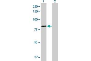 Western Blot analysis of LIMK2 expression in transfected 293T cell line by LIMK2 MaxPab polyclonal antibody. (LIMK2 抗体  (AA 1-686))