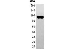 Western blot analysis of over-expressed CBP-tagged protein in 293T cell lysate. (CBP Tag 抗体)