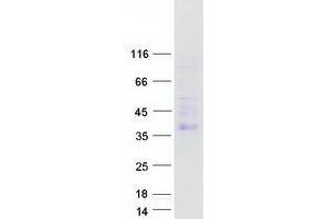 Validation with Western Blot (CEACAM4 Protein (Myc-DYKDDDDK Tag))