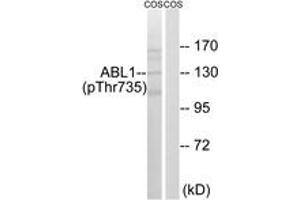 Western blot analysis of extracts from COS7 cells treated with EGF 200ng/ml 30', using ABL1 (Phospho-Thr735) Antibody. (ABL1 抗体  (pThr735))