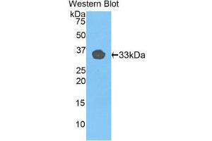 Western Blotting (WB) image for anti-Toll-Like Receptor 1 (TLR1) (AA 114-339) antibody (ABIN1175315) (TLR1 抗体  (AA 114-339))