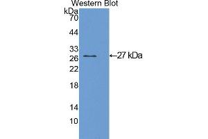 Western Blotting (WB) image for anti-Glutathione S-Transferase alpha 1 (GSTA1) (AA 2-223) antibody (ABIN1078073)