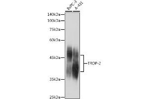Western blot analysis of extracts of various cell lines, using TROP-2 antibody (ABIN7271104) at 1:1000 dilution. (TACSTD2 抗体  (AA 27-270))