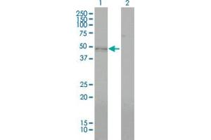 Western Blot analysis of BMP7 expression in transfected 293T cell line by BMP7 monoclonal antibody (M01), clone M1-F8. (BMP7 抗体  (AA 1-431))