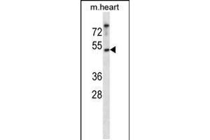 Western blot analysis in mouse heart tissue lysates (35ug/lane). (CK1 epsilon 抗体  (C-Term))