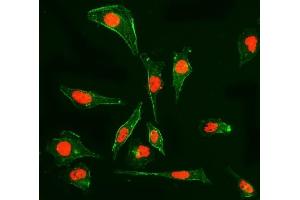 IF analysis of Cyclophilin E/PPIE using anti-Cyclophilin E/PPIE antibody (ABIN7599243). (PPIE 抗体  (AA 1-301))