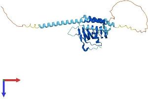 TBCC Protein (AA 1-346) (His tag)