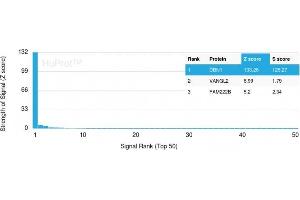 Analysis of Protein Array containing more than 19,000 full-length human proteins using Drebrin-1 Mouse Monoclonal Antibody (DBN1/2879). (DBN1 抗体  (AA 150-281))