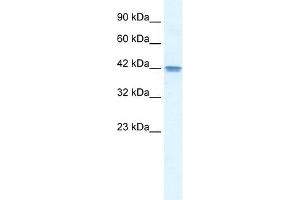 Western Blotting (WB) image for anti-Olfactory Receptor, Family 13, Subfamily C, Member 9 (OR13C9) (Middle Region) antibody (ABIN925773)