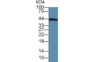 Western Blot; Sample: Mouse Small intestine lysate; Primary Ab: 5µg/ml Mouse Anti-Mouse CKM Antibody Second Ab: 0. (CKM 抗体)