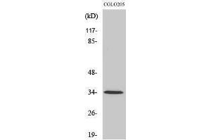 Western Blotting (WB) image for anti-Olfactory Receptor, Family 5, Subfamily P, Member 3 (OR5P3) (Internal Region) antibody (ABIN3186168) (OR5P3 抗体  (Internal Region))