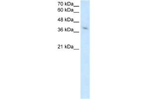 WB Suggested Anti-MICA Antibody Titration:  2. (MICA 抗体  (Middle Region))