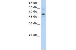 ZNF71 antibody used at 1. (ZNF71 抗体  (N-Term))