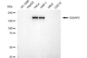 Western blotting analysis using IQGAP2 antibody (ABIN7799122). (Recombinant IQGAP2 抗体)