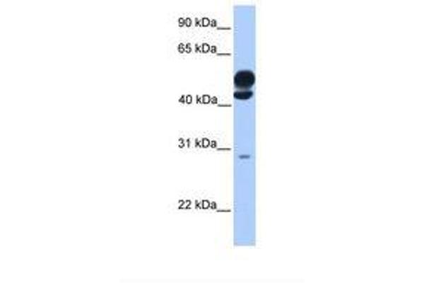 KLC3 antibody  (AA 251-300)