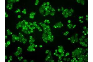 Immunofluorescent staining of HT29 cells using anti-ALDH2 mouse monoclonal antibody (ABIN2452752).