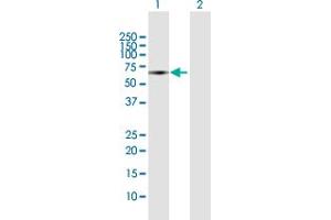 Western Blot analysis of SOCS6 expression in transfected 293T cell line by SOCS6 MaxPab polyclonal antibody. (SOCS6 抗体  (AA 1-535))