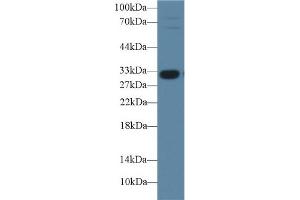 Detection of IGFBP1 in Porcine Liver lysate using Polyclonal Antibody to Insulin Like Growth Factor Binding Protein 1 (IGFBP1) (IGFBPI 抗体  (AA 112-262))