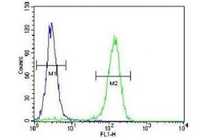 Cyclin C antibody flow cytometric analysis of HeLa cells (right histogram) compared to a negative control (left histogram). (Cyclin C 抗体  (AA 1-30))