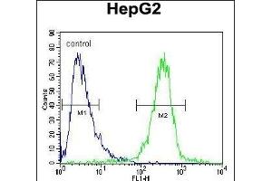 IGF2BP2 Antibody (C-term) (ABIN654086 and ABIN2843974) flow cytometric analysis of HepG2 cells (right histogram) compared to a negative control cell (left histogram). (IGF2BP2 抗体  (C-Term))
