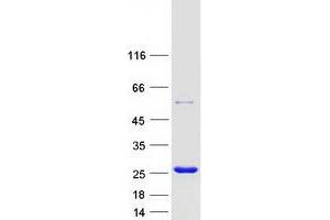 Western Blotting (WB) image for TATA-Binding Protein-Associated Phosphoprotein (DR1) protein (Myc-DYKDDDDK Tag) (ABIN2719757)