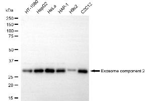 Western blotting analysis using exosome component 2 antibody (ABIN7798547).