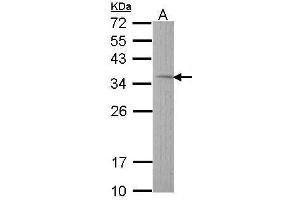 WB Image Sample (30 ug of whole cell lysate) A: Hep G2 , 12% SDS PAGE antibody diluted at 1:1000 (TST 抗体)