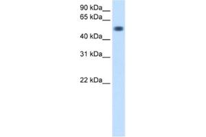Western Blotting (WB) image for anti-Torsin Family 3, Member A (TOR3A) antibody (ABIN2460658) (TOR3A 抗体)