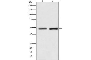 Western blot analysis of Reptin / RUVBL2 expression in (1) HeLa cell lysate, (2) NIH/3T3 cell lysate.
