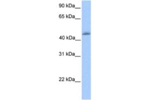 Western Blotting (WB) image for anti-Kruppel-Like Factor 4 (Gut) (KLF4) antibody (ABIN2461717) (KLF4 抗体)