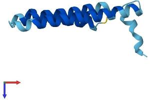 AlphaFold protein structure predicition of Human Recombinant MT-ND4L Protein, UniprotID P03901 (MT-ND4L Protein (AA 1-98) (His tag))