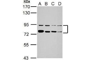 WB Image Sample (30 ug of whole cell lysate) A: Jurkat B: K562 C: THP-1 D: NCI-H929 7. (FUBP1 抗体)