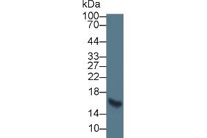 Western Blot; Sample: Rat Heart lysate; Primary Ab: 5µg/ml Mouse Anti-Human FABP3 Antibody Second Ab: 0. (Elastin 抗体  (AA 392-645))