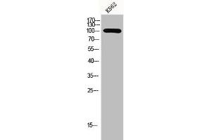 Western Blot analysis of K562 cells using GCP3 Polyclonal Antibody (TUBGCP3 抗体  (Internal Region))