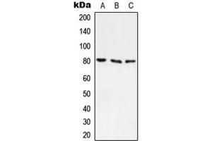 Western blot analysis of ABCF3 expression in A549 (A), H9C2 (B) whole cell lysates.