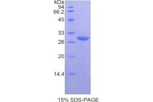 SDS-PAGE analysis of Mouse DAF Protein. (CD55 蛋白)
